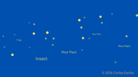 Frog and insect kanji moving through a glowing rice field
